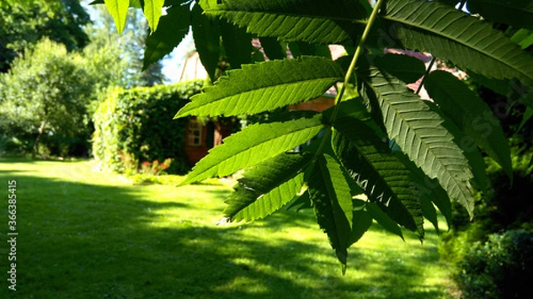 Obraz liść w słońcu