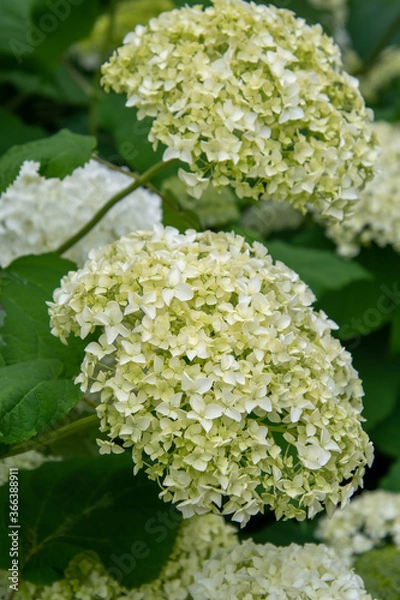 Obraz 花盛りの白いアジサイ　　　バンクーバー　ブリティッシュコロンビア　カナダ
