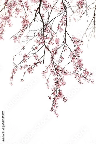 Obraz drooping cherry flowers on white background