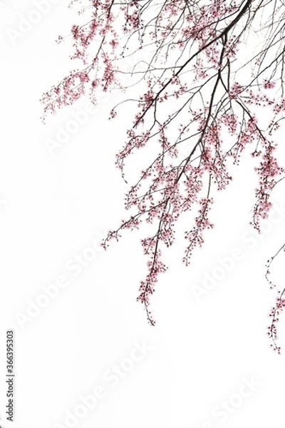 Obraz drooping cherry flowers on white background