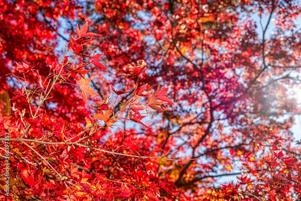 Fototapeta 【秋イメージ】鮮やかな紅葉