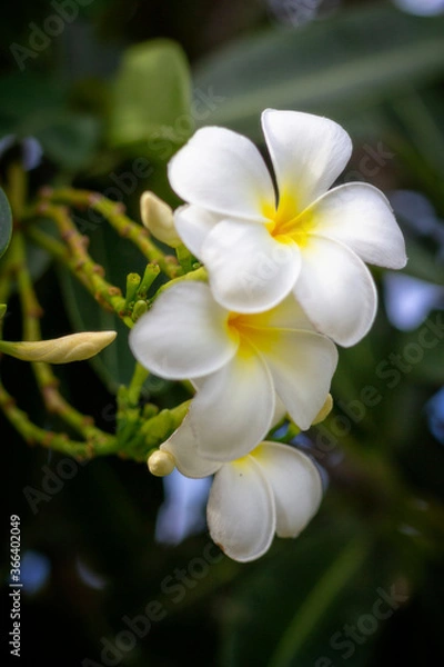 Obraz white frangipani flower