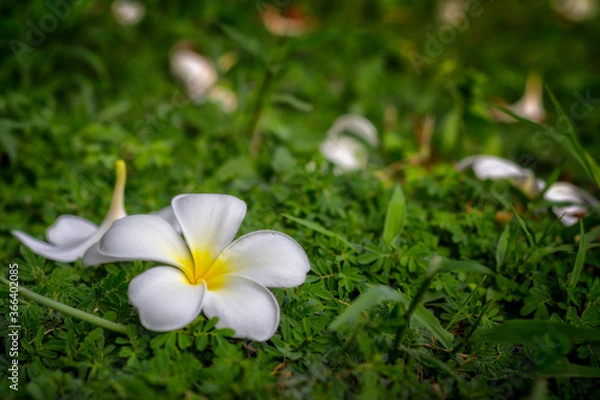 Obraz white frangipani flowers