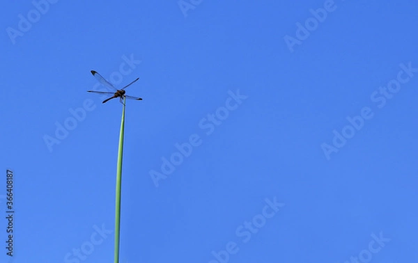 Fototapeta 青空とシオカラトンボ