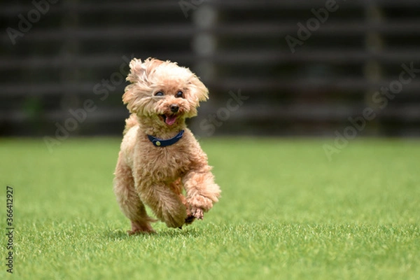 Fototapeta ドッグランで遊ぶトイプードル