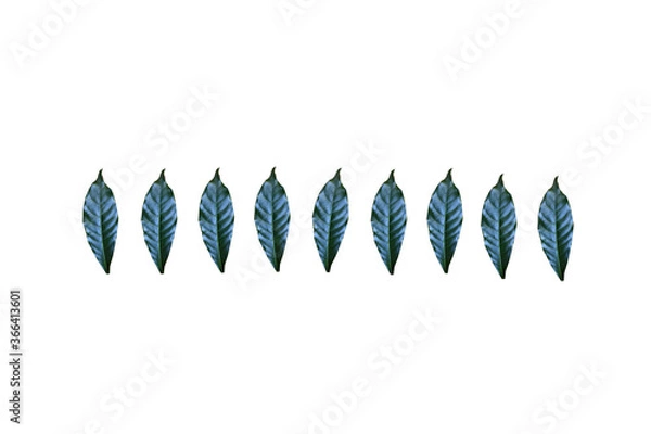 Obraz Leaves on white background