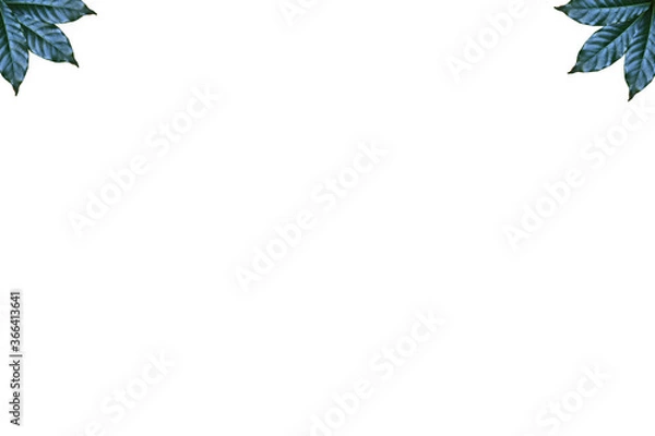 Obraz Leaves on white background