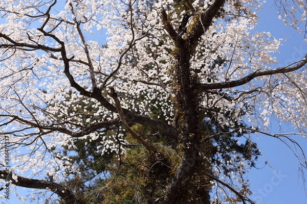 Fototapeta 針葉樹と桜