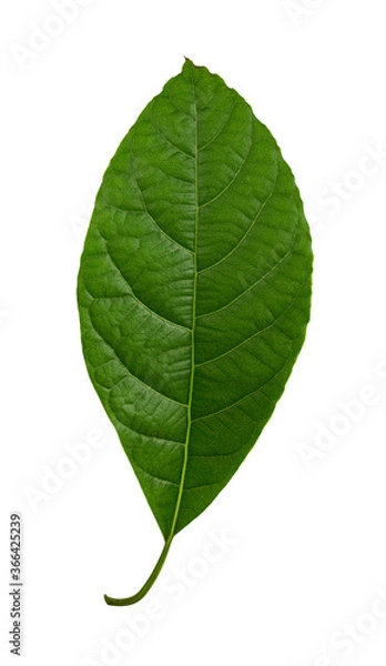 Fototapeta Mango leaf isolated on white background
