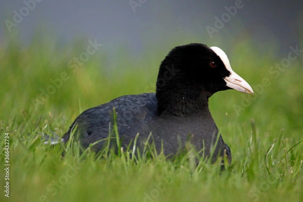 Obraz Coot relaxing on the grassy bank of a lake