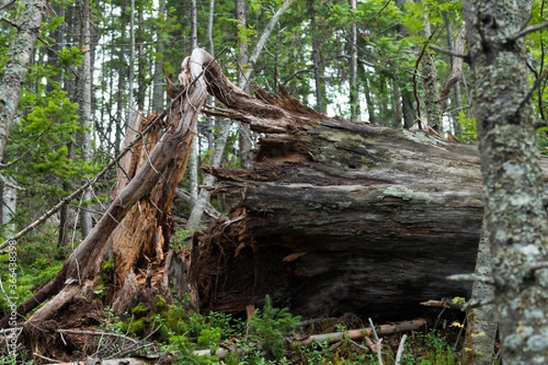 Fototapeta tree roots in the forest