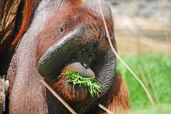 Obraz Borneo-Orang-Utan