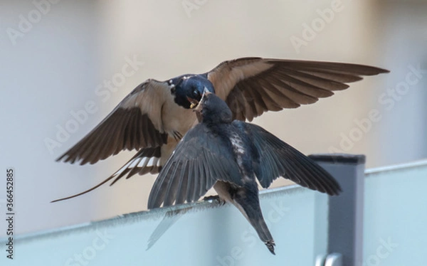 Obraz Golondrina alimentando a su cría.