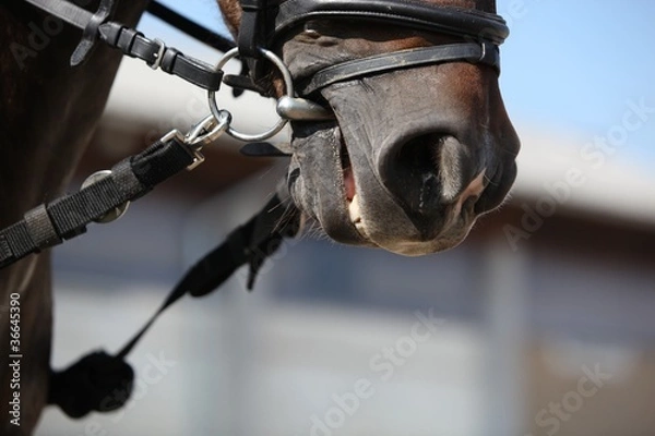 Fototapeta Hilfszügel