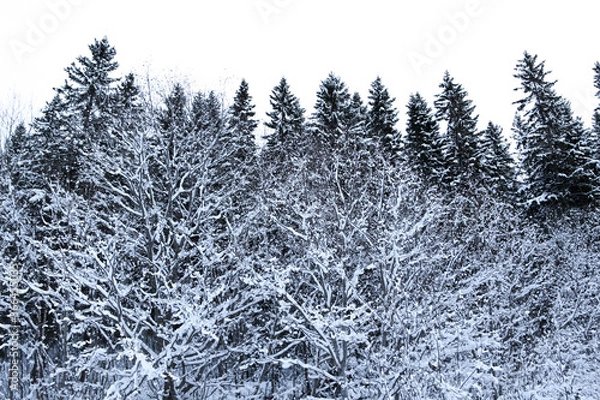 Obraz photo of snow-covered trees up close. Cold winter