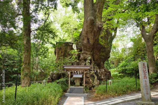 Fototapeta 熱海 来宮神社の御神木「大楠」