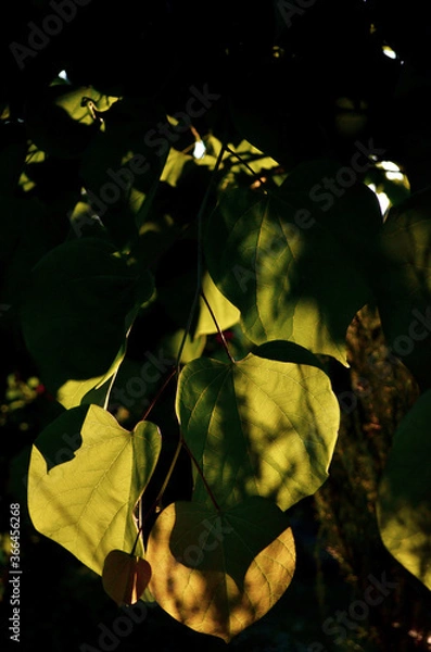 Obraz yellow maple leaves