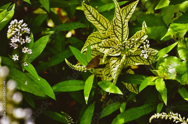 Obraz flower in the garden