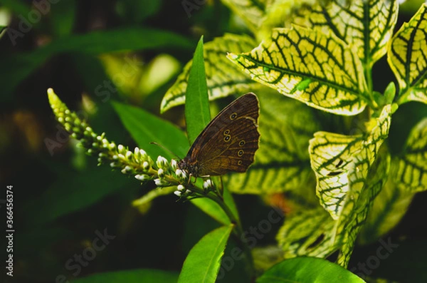 Obraz butterfly on a leaf