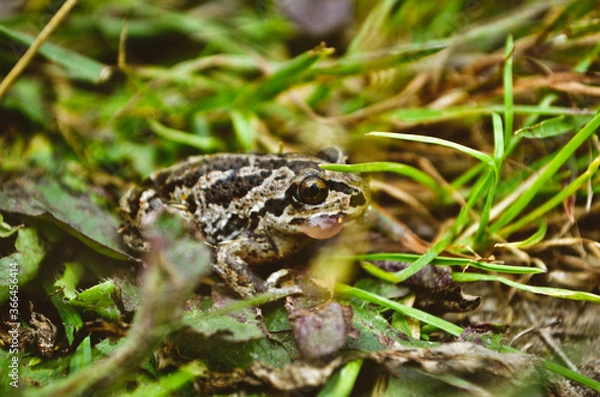 Obraz frog on the ground
