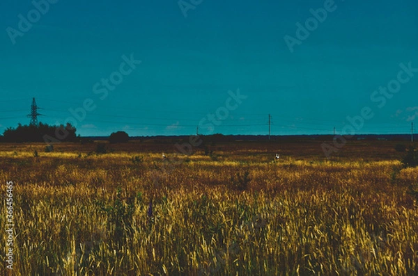Obraz wheat field at sunset