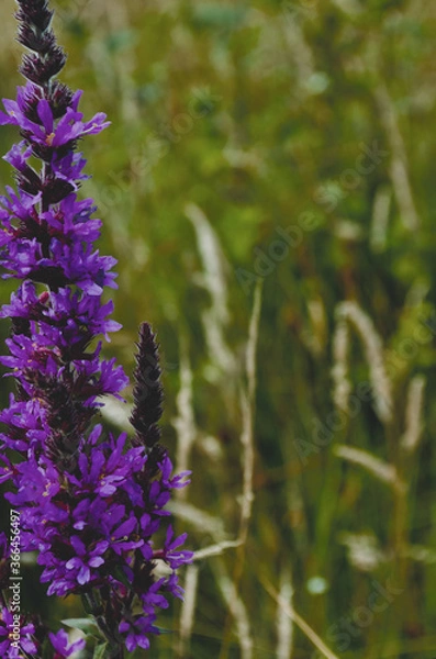 Obraz bee on lavender