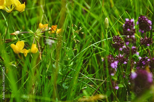Obraz yellow spring flowers