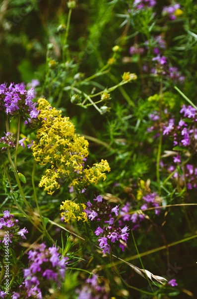 Obraz butterfly on a flower