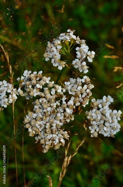 Obraz flowers of a tree