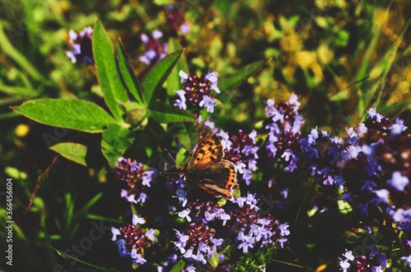 Obraz butterfly on flower