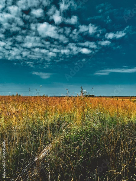 Obraz corn field at sunset