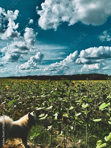 Obraz dog in the field