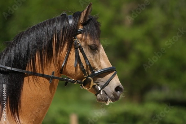 Fototapeta Reitpferd