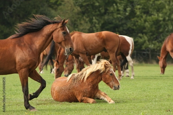 Fototapeta Pferde Herde
