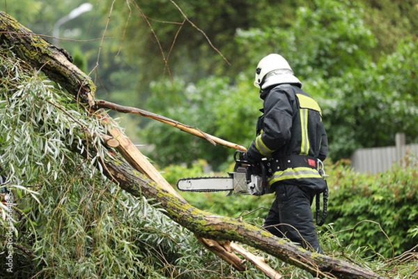 Fototapeta firefighters help clean up the effects of a fallen tree on cars after the storm in a rainy day.