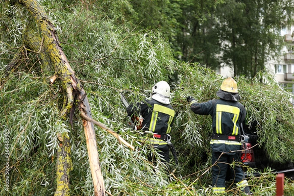 Fototapeta firefighters help clean up the effects of a fallen tree on cars after the storm in a rainy day.