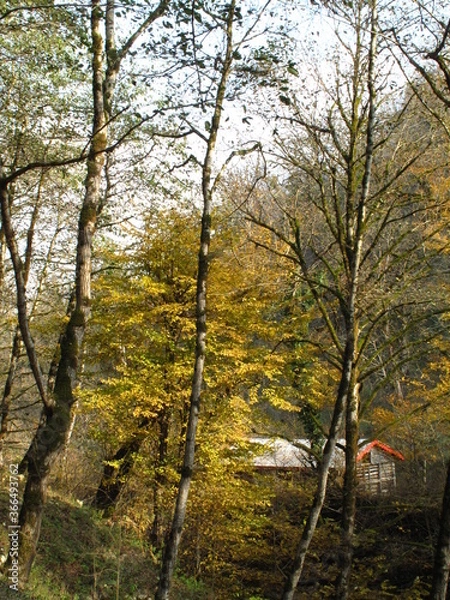 Obraz autumn in the forest