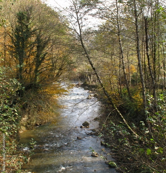 Obraz river in the forest