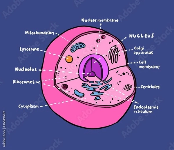 Fototapeta Cell Structure - Biology