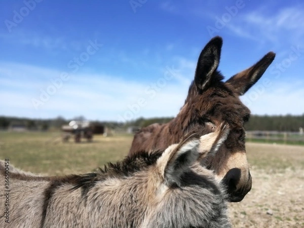 Obraz donkey in a field