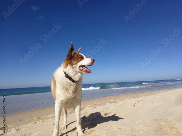 Obraz dog on the beach