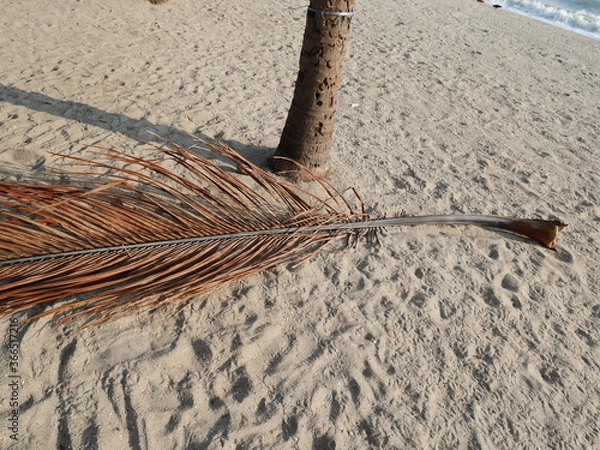 Obraz coconut leaves drop on beach.