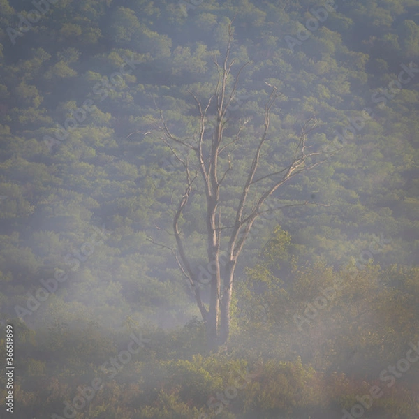 Obraz JayOBrien/JaynesGallery/DantaDelimont.com