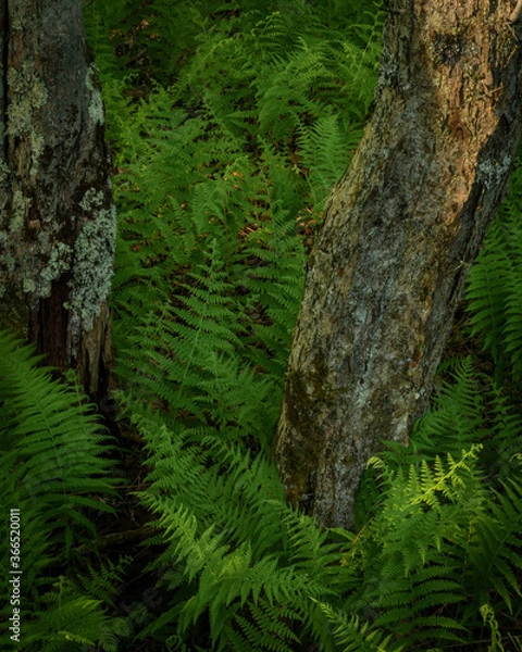 Obraz JayOBrien/JaynesGallery/DantaDelimont.com