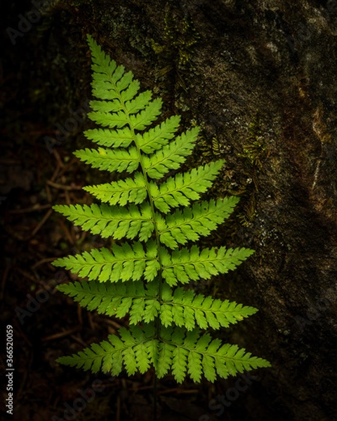 Obraz JayOBrien/JaynesGallery/DantaDelimont.com