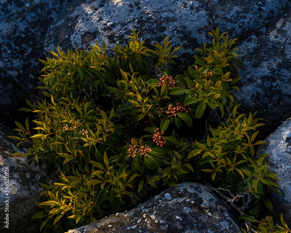 Obraz JayOBrien/JaynesGallery/DantaDelimont.com