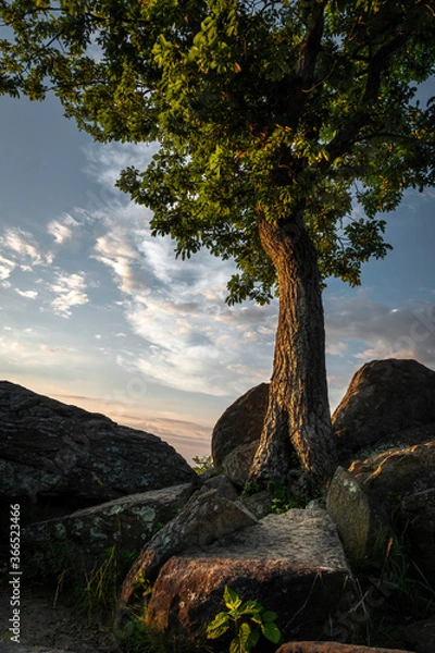 Obraz JayOBrien/JaynesGallery/DantaDelimont.com