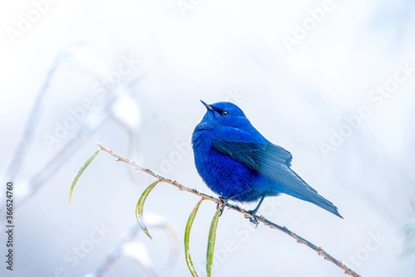 Obraz A blue bird is sitting alone on a branch