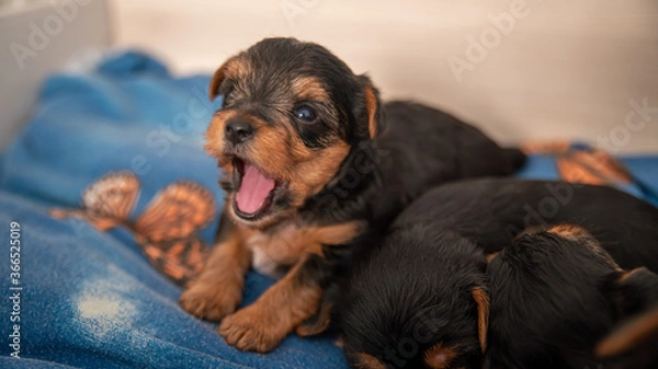 Fototapeta Funny life scene of a Yorkshire terrier puppy, black and tan, a few weeks old, trying to bark
