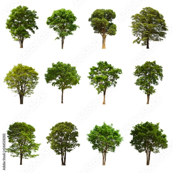 Fototapeta isolated tree green set is located on a white background. Collection of isolated tree green on white background Tropical tree